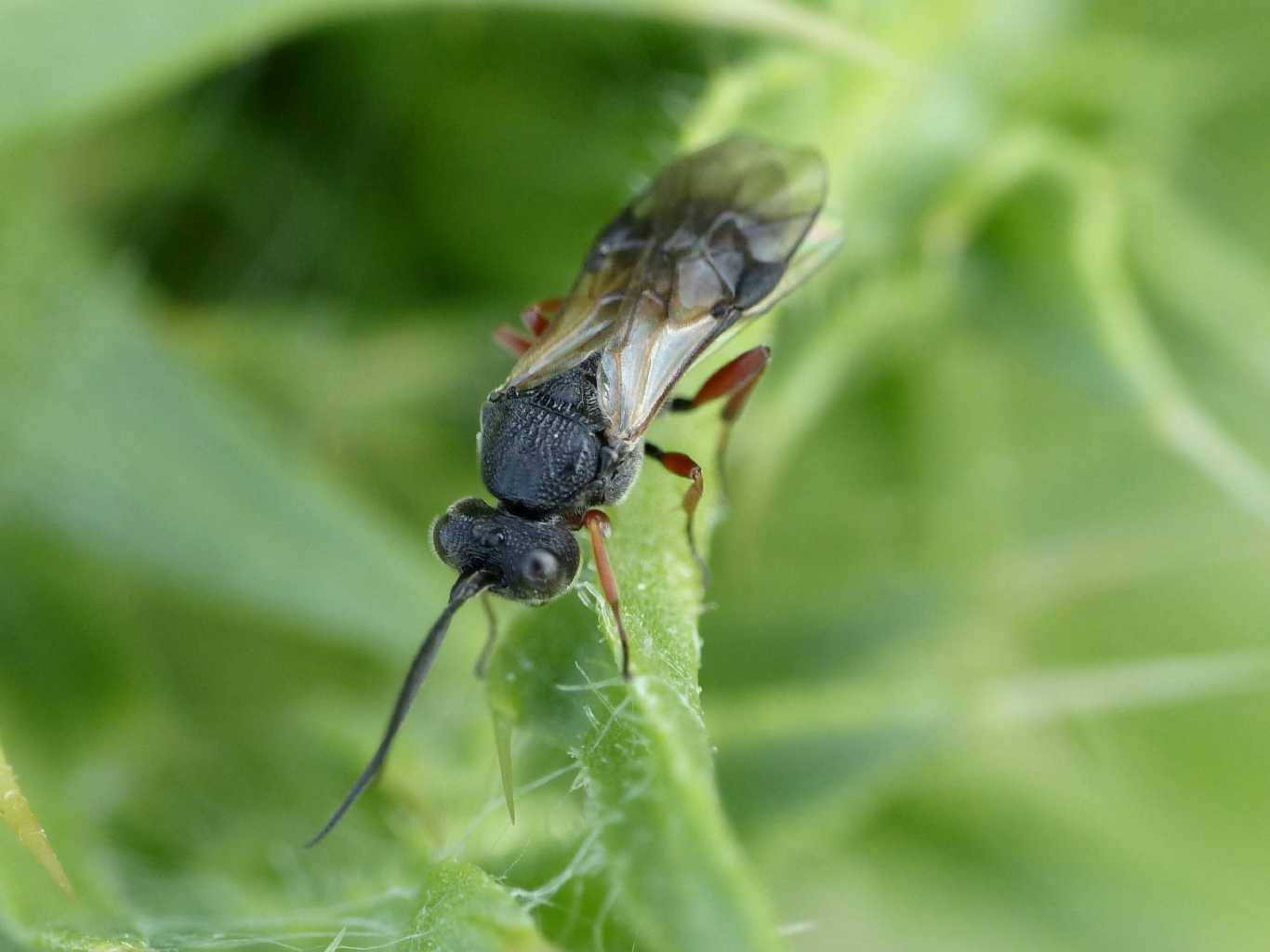 Imenottero su cardo